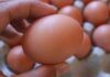 Addio padelle e pentole, le uova le faccio solo nel microonde: ecco 6 ricette per farle in meno di 5 minuti!