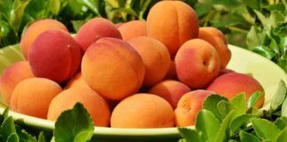 Albicocche fresche tutto l'anno sì, basta seguire gli imperdibili consigli della zia campagnola