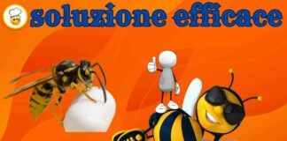 Basta api e vespe in giardino con la soluzione economica ed efficace
