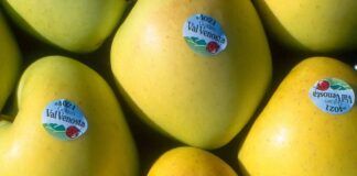 Bollini sulla frutta irrinunciabili, perché sono importanti