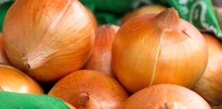 Come conservare le cipolle e dove si tengono in cucina