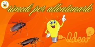 Come tenere lontane le blatte, soluzione e consigli efficaci per risolvere il problema una volta e per tutte