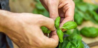 Conservare la pianta di basilico Ricettasprint