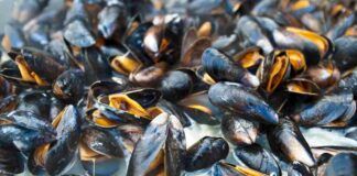 Come riconoscere delle cozze fresche dal pescivendolo