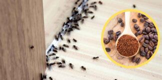 Formicaio in casa, con questo rimedio a base di caffè le "sfratti" in un attimo - RicettaSprint