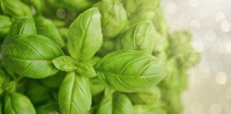 Il trucchetto geniale per congelare le foglie di basilico senza farle rompere una volta scongelate