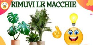 Pavimento macchiato a causa dei vasi delle piante Nessun problema rimedia così e puoi dire a macchie e aloni