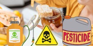 Pesticidi in quantità eccessive nel miele in commercio, lo studio