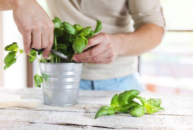 Il Trucchetto Geniale Per Congelare Le Foglie Di Basilico Senza Farle il-trucchetto-geniale-per-congelare-le-foglie-di-basilico-senza-farle