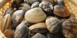 Come congelare e congelare le vongole in maniera perfetta e senza rischi