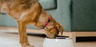Dieta per il cane in estate, che cosa far mangiare al nostro cucciolo