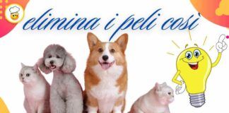 Dici addio ai peli di cane e gatto in casa, la soluzione rapida e veloce te la do io