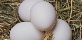 Mangiare uova ogni giorno è davvero possibile? Arriva la risposta dell'esperto - RicettaSprint