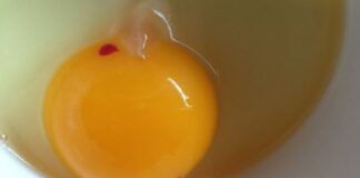 Che cosa vuol dire il punto rosso nel tuorlo delle uova