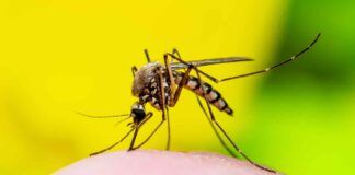 Il repellente per le zanzare lo faccio in casa da anni, non spreco più i miei soldi e le tengo lontanissime da me - RicettaSprint