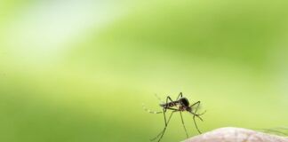 Cosa fare per non fare avvicinare le zanzare?