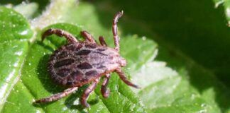 Hai notato delle zecche in giardino? Ecco il rimedio naturale perfetto per poterle allontanare definitivamente - RicettaSprint