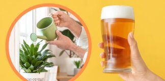 Ormai uso la birra anche per innaffiare le piante, gli effetti sono davvero incredibili - RicettaSprint