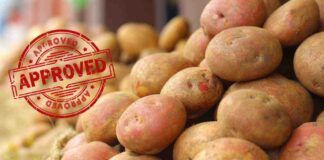 Mantenere fresche le patate anche in estate: non metterle in frigo, basta solo fare questo - RicettaSprint