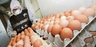Lotti uova salmonella Ministero della Salute i richiami alimentari