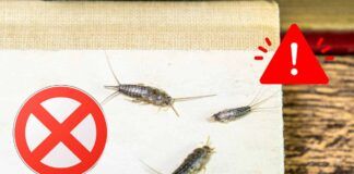Perché arrivano in casa i pesciolini d'argento?