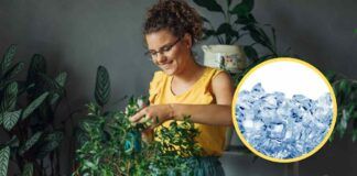 A che cosa serve mettere il ghiaccio nei vasi delle piante