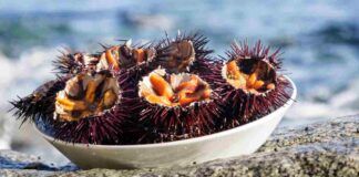Che gusto ha il riccio di mare?