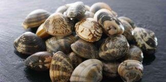 Sabbia nelle vongole Nessun problema ti dico come fare con il trucco dello chef!