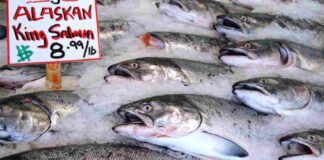 Qual è il salmone più pregiato al mondo?