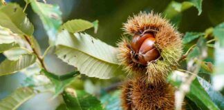 Dove cercare le castagne più buone in Italia?