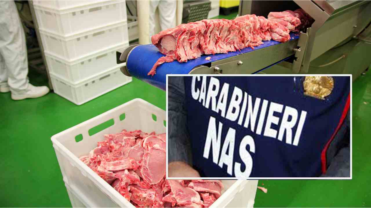Sequestrato un ingente carico di carne col virus della peste suina