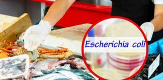 In quale alimento si trova l'Escherichia coli? Attenzione a queste vongole