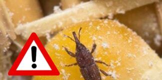 Perché si formano le farfalle nella pasta?