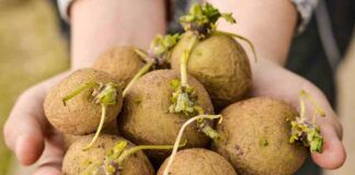 Quando le patate fanno i germogli si possono mangiare?