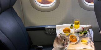 Trova un topo nel suo pranzo in aereo, ci vuole un atterraggio d'emergenza