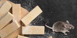 Comprano dei wafer ma dentro c'era un topo morto, dove è successo