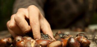 Mangiare castagne fa ingrassare oppure no?