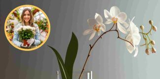 Come mantenere l’orchidea rigogliosa tutto l’anno, la mia fioraia mi ha dato la dritta! - RicettaSprint