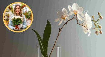 Come mantenere l’orchidea rigogliosa tutto l’anno, la mia fioraia mi ha dato la dritta!