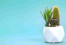Come curare il cactus in casa? Consigli del fioraio - RicettaSprint