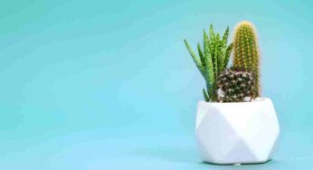 Come curare il cactus in casa? Il fioraio è stato chiaro: si fa solo così