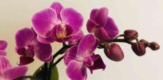 Come curare l'orchidea? Ecco come mantenerla perfetta - RicettaSprint