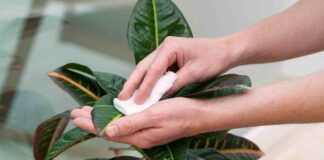 Come vanno pulite le foglie delle piante? Il mio fiorista è stato chiaro, devi fare solo così - RicettaSprint