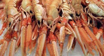 Alla vigilia risotto alla pescatora, ma ovviamente se non ho la bisque di crostacei top come quella di mia nonna lascio stare