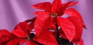 Stella di Natale come farla rifiorire - RicettaSprint