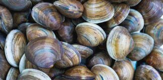 Vongole e lupini differenze Ricettasprint