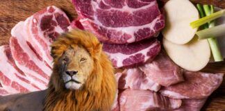 Dieta del leone nuova pericolosa - RicettaSprint