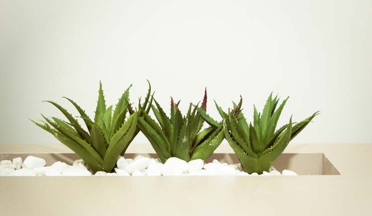 Pianta aloe vera RicettaSprint