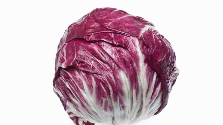 radicchio