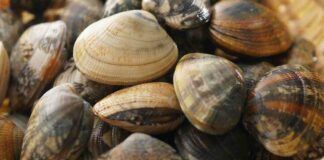 Acquisto cottura e conservazione delle vongole Ricetta Sprint